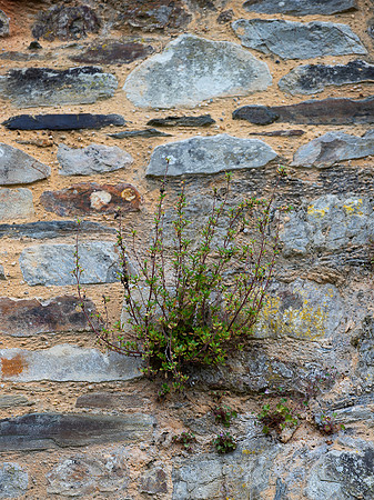 LE MURMURE VERT