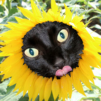 LUCIFER ET LE TOURNESOL