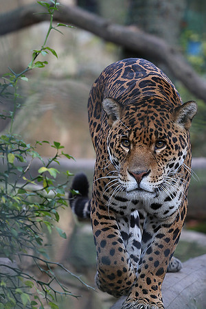 JAGUAR