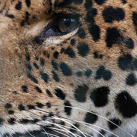 LEOPARD'EYE