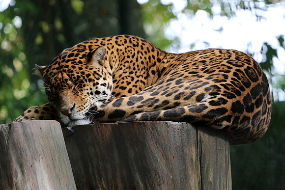 LEO FAIT DODO