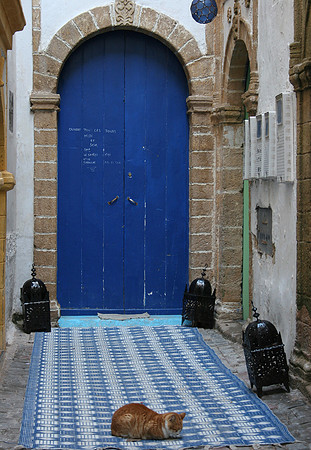 REPOS FÉLIN A ESSAOUIRA