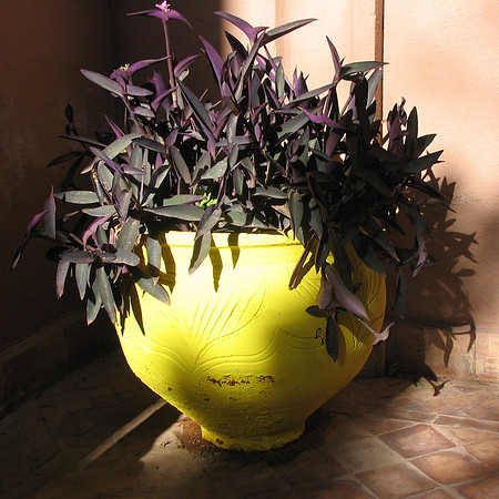 MOROCCAN POT
