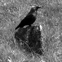 CHOUCAS DES TOURS - CORVUS MONEDULA