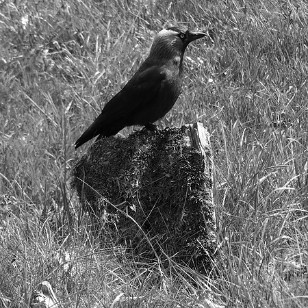 CHOUCAS DES TOURS - CORVUS MONEDULA