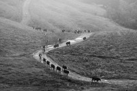 DESCENTE DES PÂTURAGES