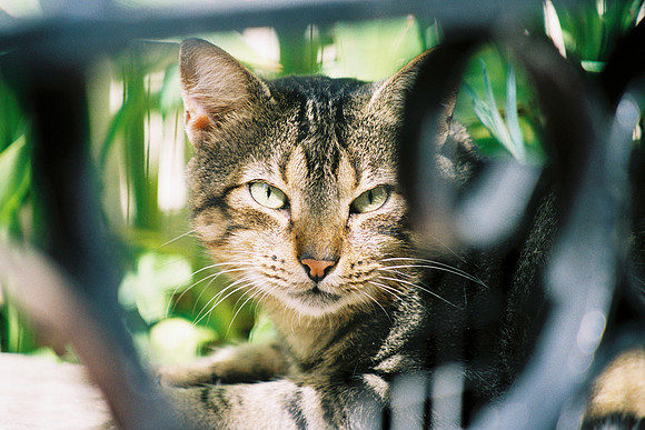 REGARD VOLE