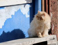 BURANO GATTO