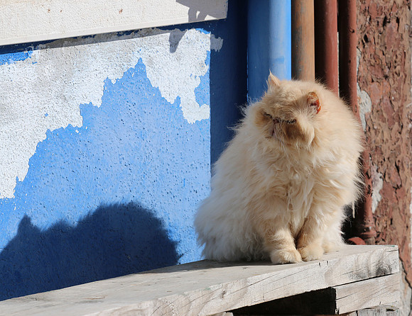 BURANO GATTO