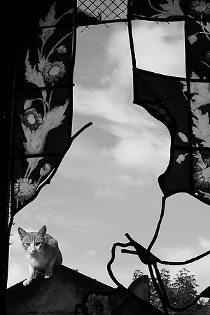 CHAT PERCHÉ