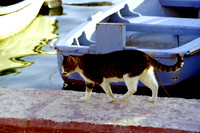 CHAT SUR LA JETÉE 1