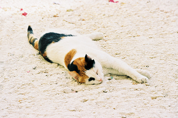 PORTRAIT DE CHAT 1