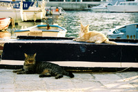 CHAT SUR LA JETÉE 3
