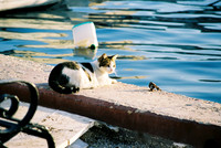 CHAT SUR LA JETÉE 2
