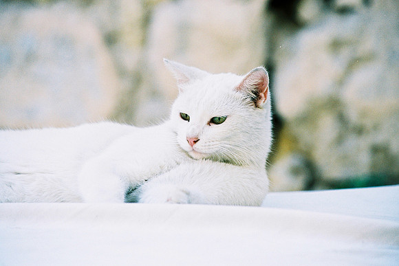 PORTRAIT DE CHAT 2