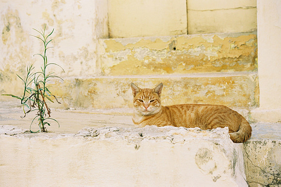 PORTRAIT DE CHAT 3