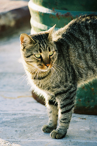 PORTRAIT DE CHAT 4