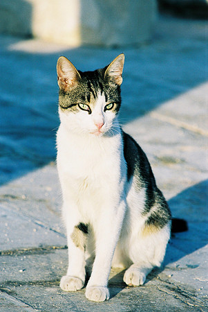 PORTRAIT DE CHAT 5