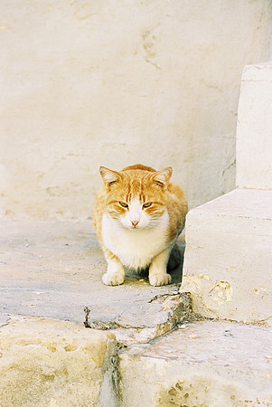 PORTRAIT DE CHAT 6