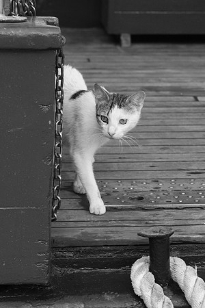 SANTORINI CAT 1