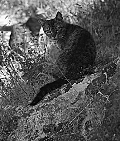 SANTORINI CAT 2