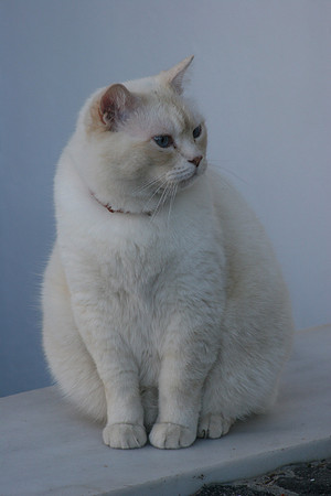 SANTORINI CAT 4 BIS