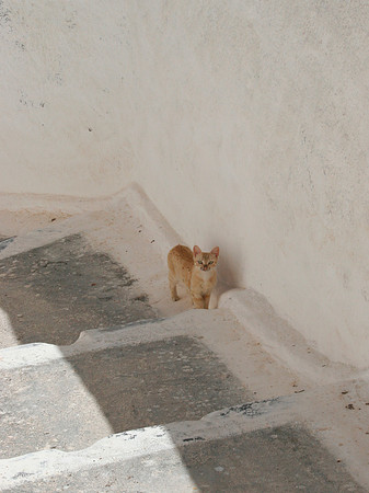 SANTORINI CAT 6