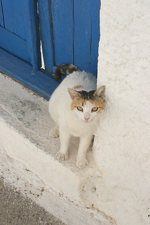 SANTORINI CAT 7
