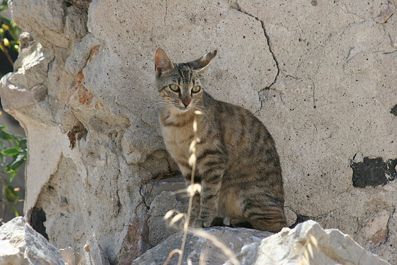 SANTORINI CAT 8