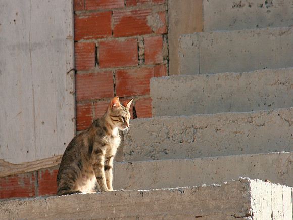 SANTORINI CAT 9