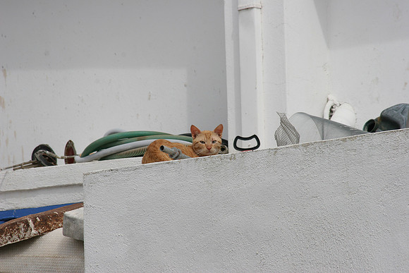 SANTORINI CAT 10