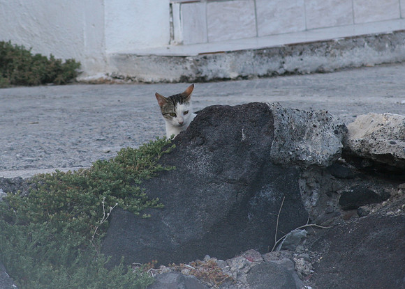 SANTORINI CAT 11