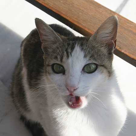 SANTORINI CAT 12