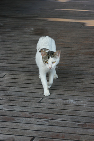 SANTORINI CAT 13