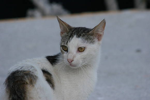 SANTORINI CAT 13 B