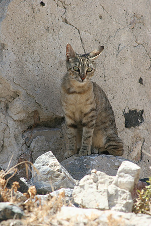 SANTORINI CAT 14 BIS