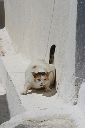 SANTORINI CAT 15