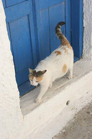 SANTORINI CAT 16