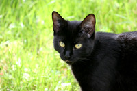 BUFFY
