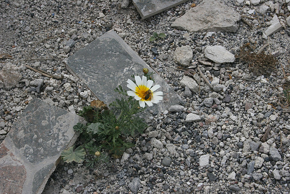 L'ANTHÉMIS ET L'ABEILLE