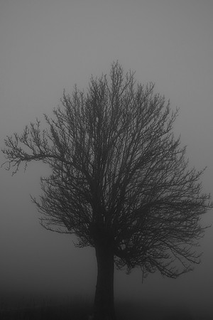 THE GHOST TREE 2