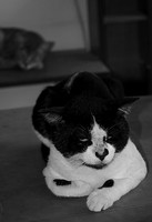 GWADA CAT