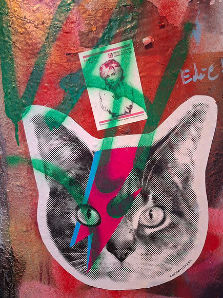 RED FLASH CAT