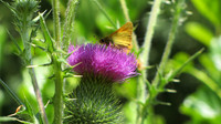 BUTTERFLY ON THISTLE