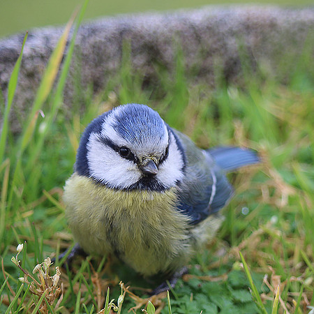 MÉSANGE BLEUE